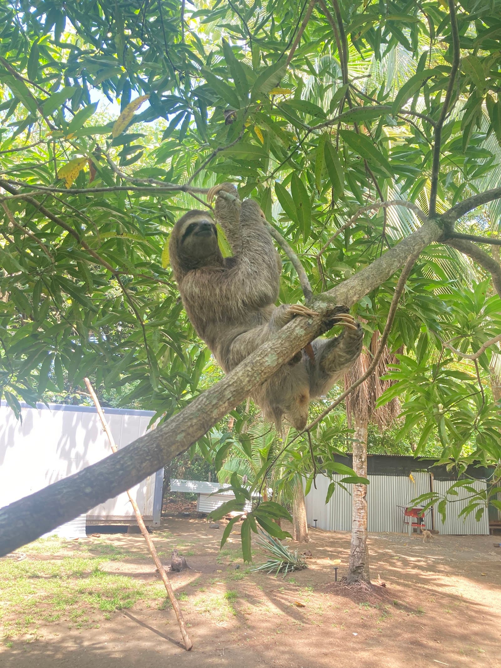 Sloth in the trees at BaliBala