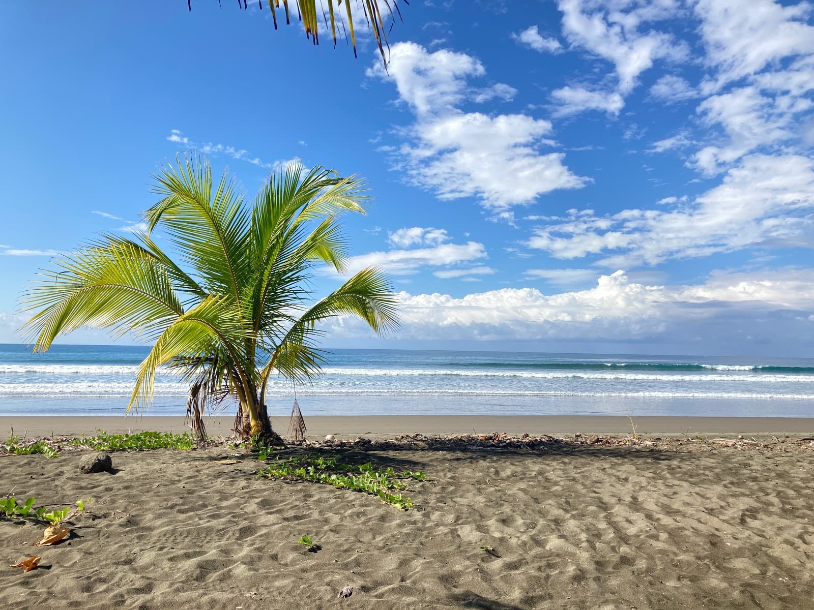 Palm trees on Playa Matapalo beach