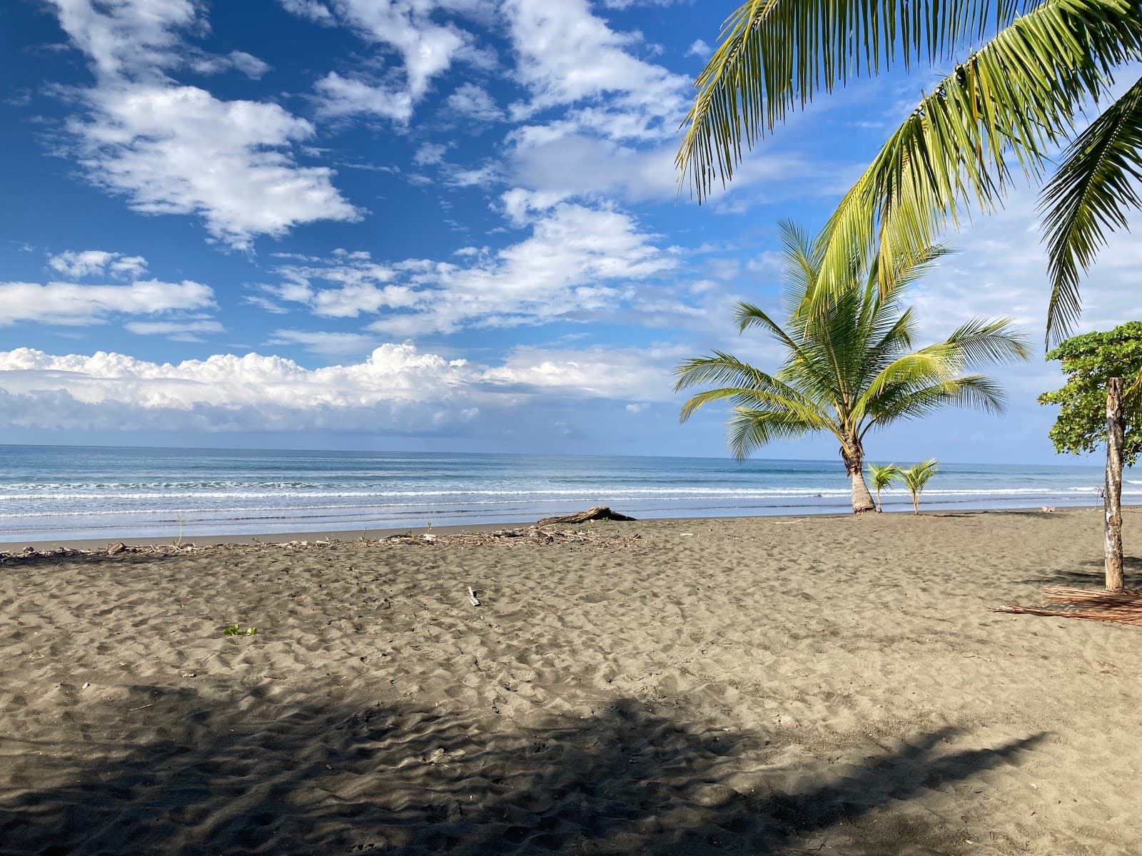 Palm trees over the Pacific near Playa Matapalo